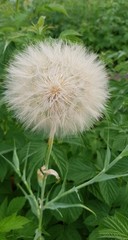 dandelion, blowball. white flower, macro
