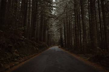 Madeira Forest Road in Fog