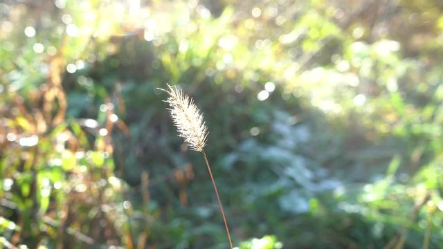 pianta secca, brina