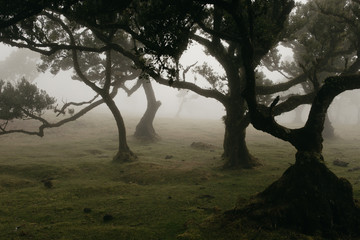 Fanal Forest in Fog