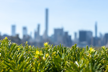 New York city silhouette over green branches