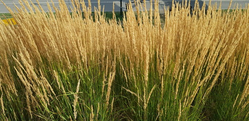 spikes. decorative grass. yellow and green