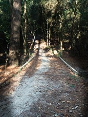 Fototapeta premium Bridge on Pat in the Woods