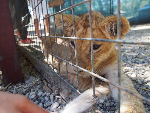 Baby Lion In The Fence, Zoo De Luján, Buenos Aires, Argentina