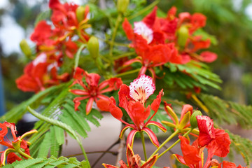 Delonix regia