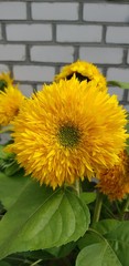 yellow flowers of decorative sunflower