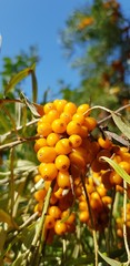 bunch of yellow sea buckthorn berries