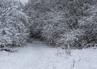 Trees In Snow