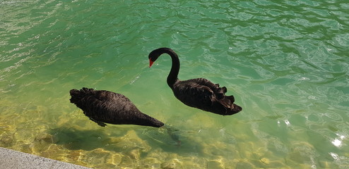 black swans in the pond