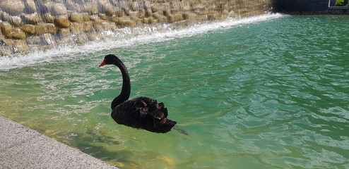 black swans in the pond