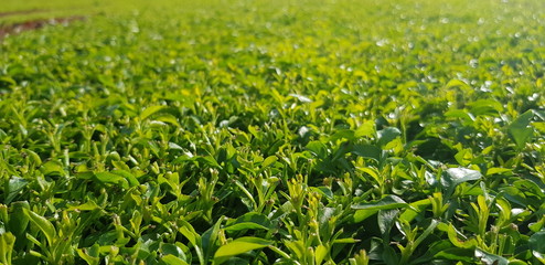 lawn, green grass in the sun