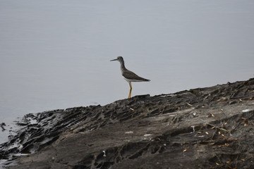 Shorebird
