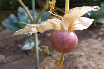 Physalis fruits on a branch