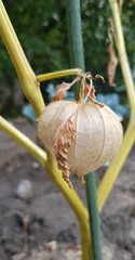 Physalis fruits on a branch