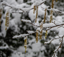 Catkins In Snow