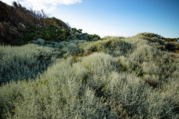 Great Ocean Road. Australia landscape. Coastal park with beautiful bushes. Horizon line. Victoria, Australia.