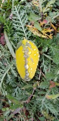 raindrops on wet leaves and grass