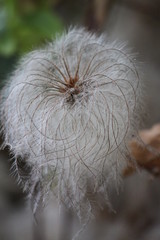 dandelion, blowball. white flower, macro