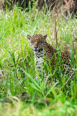 Wild jaguar,Panthera onca, in forest environment, Pantanal, Brazil