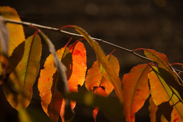 Leaves in the colors of autumn