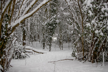 Trees In Snow