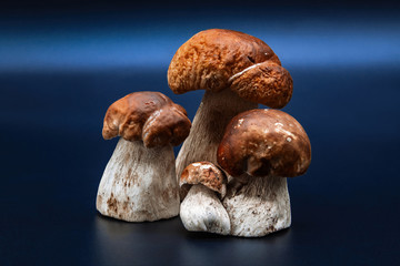 Boletus edulis king bolete isolated on dark background close up porcini