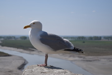 Obraz premium Seagull standing on a rock with water and grass in the background. Side view of a white and grey bird by the sea. Laridae bird.