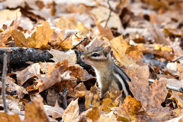 Chipmunk in the leaves