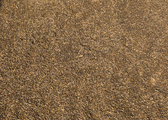 Dry Sun Flower seed - Food and fruit - brown texture background patterns