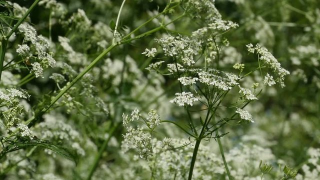 Lush greenery, flowering thickets of hemlock the wind sways, panorama