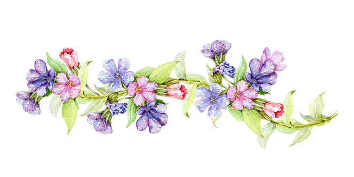Lungwort herb watercolor border illustration. Medical wild plant with blue flowers on the stem hand drawn decore image. Blooming lungwort herb isolated on white background. 