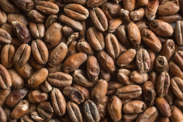 Wheat for alcohol production. Wheat background. Top view, flat lay