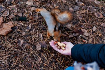 Squirrel in the park takes nuts out of hand