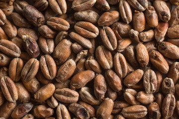 Wheat for alcohol production. Wheat background. Top view, flat lay