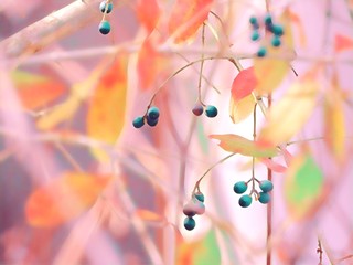 Pastel abstract background with berries and leasves