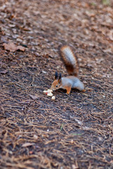 squirrel collects nuts in the park in autumn
