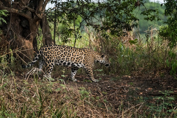 Wild jaguar,Panthera onca, in forest environment, Pantanal, Brazil