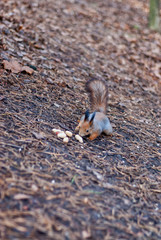 squirrel collects nuts in the park in autumn