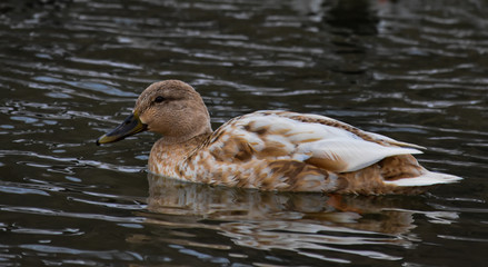 Leustic mallard