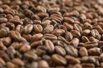Wheat for alcohol production. Wheat macro background. Depth of field.