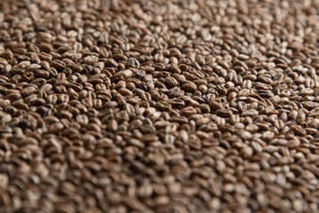 Obraz premium Wheat for alcohol production. Wheat macro background. Depth of field.