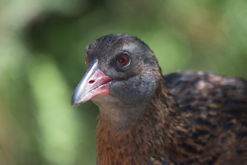 Weka