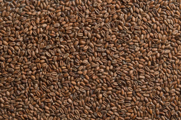 Wheat for alcohol production. Wheat background. Top view, flat lay