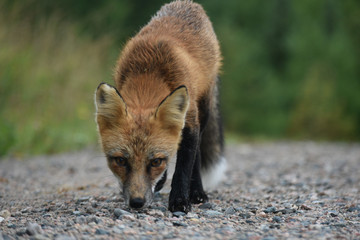 red fox in the wild