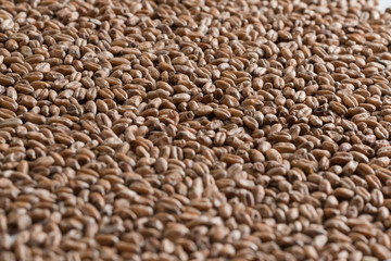 Wheat for alcohol production. Wheat background. Top view, flat lay