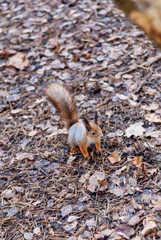 squirrel in the park in autumn