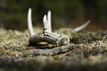 deer antler