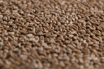 Wheat for alcohol production. Wheat macro background. Depth of field.