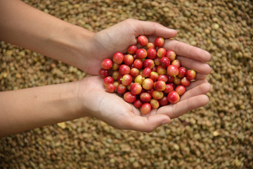 Fresh red berries coffee beans in woman hand Close-up of a hand touching a handful of coffee berries.