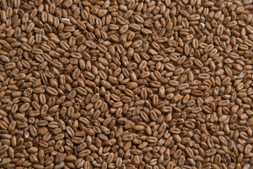 Wheat for alcohol production. Wheat background. Top view, flat lay